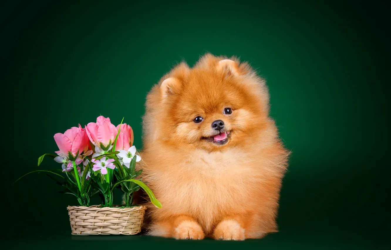 Photo wallpaper flowers, background, dog, fluffy, I love it, Spitz