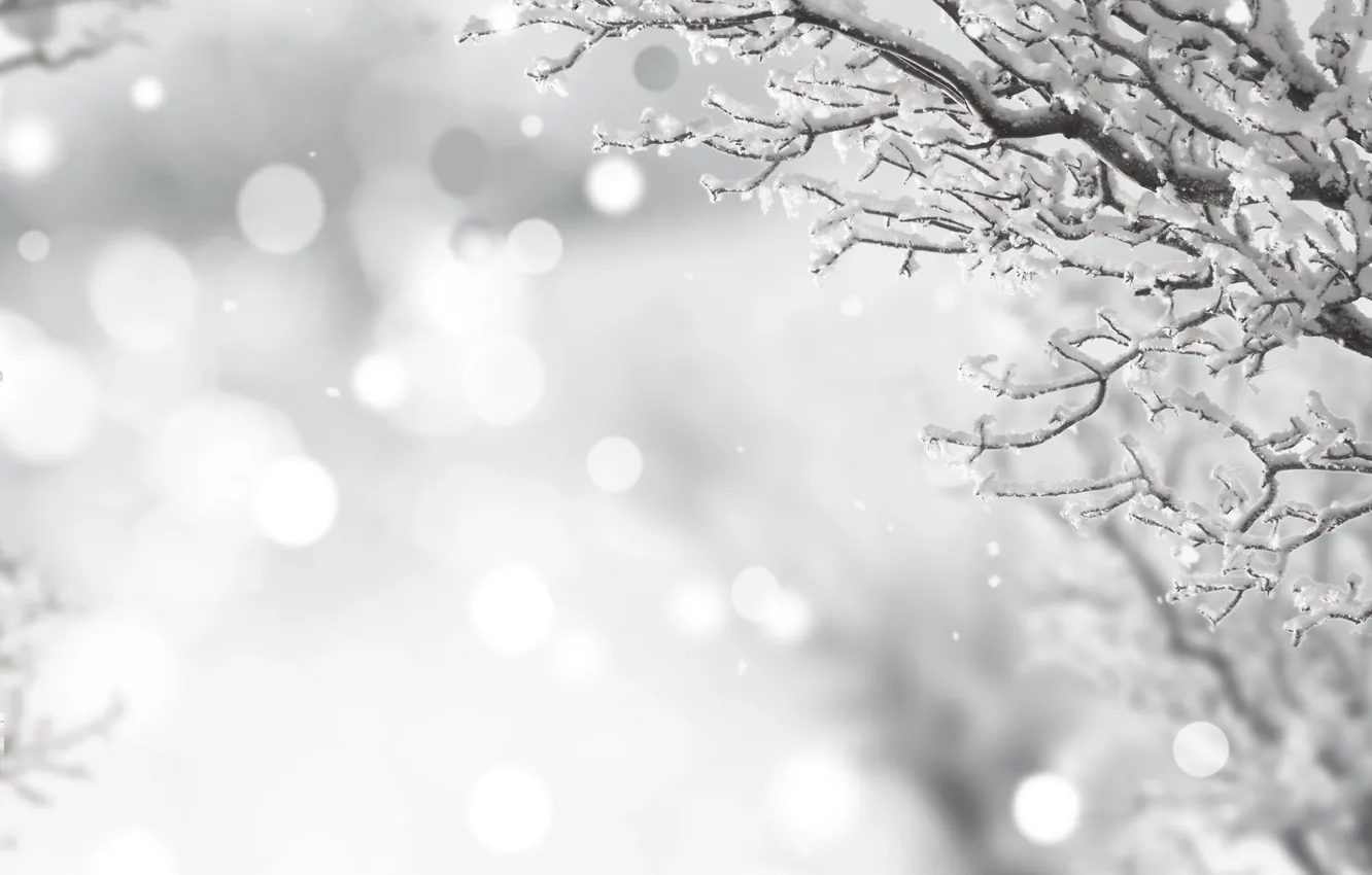 Photo wallpaper winter, frost, snow, branches, black and white, winter, snow