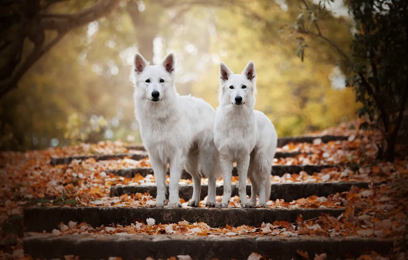 Photo wallpaper autumn, dogs, look, face, leaves, light, branches, nature