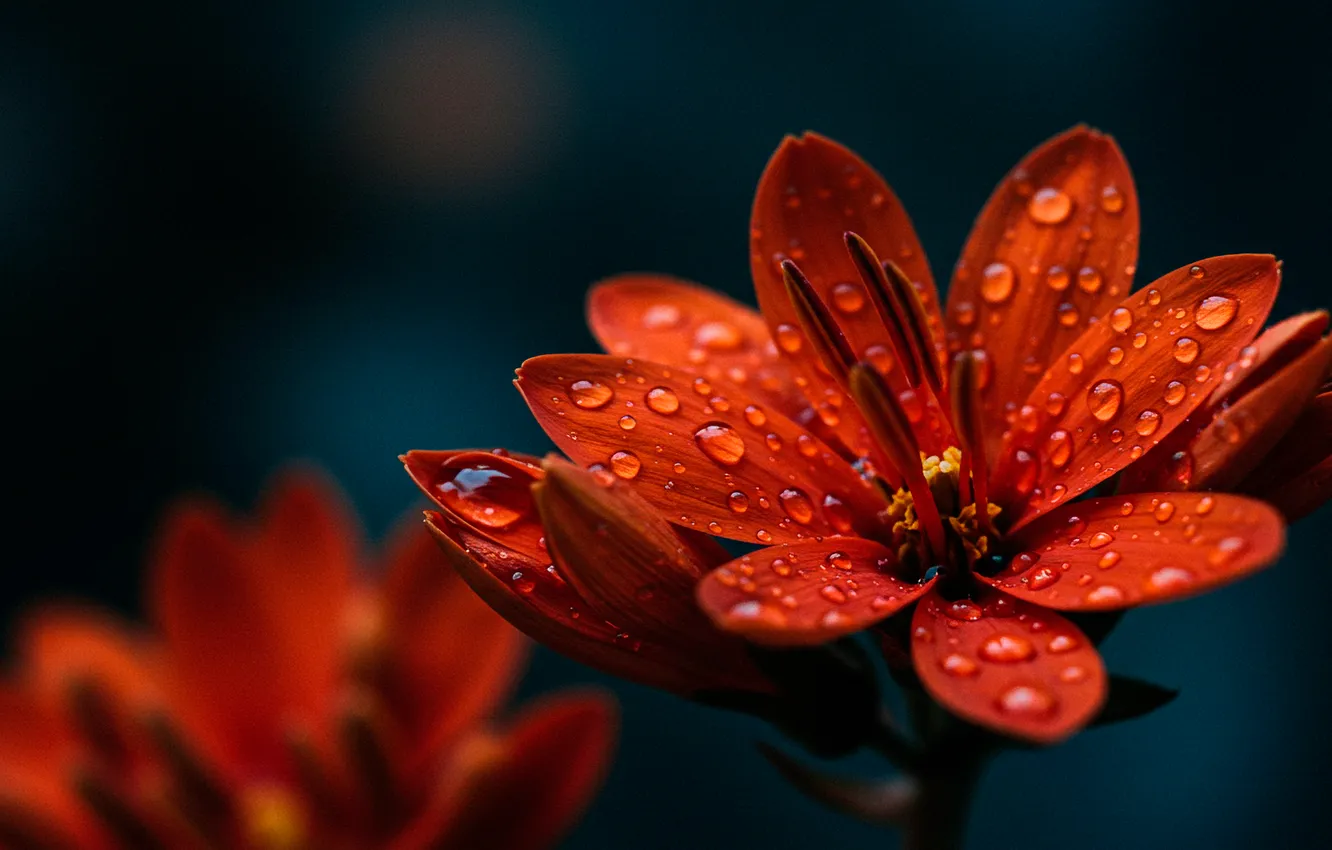 Photo wallpaper drops, flowers, orange, red, background, Wallpaper, art, wallpaper