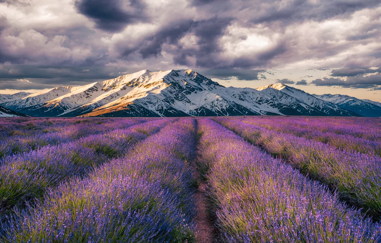 Photo wallpaper field, the sky, flowers, mountains, lavender, plantation, lavender field