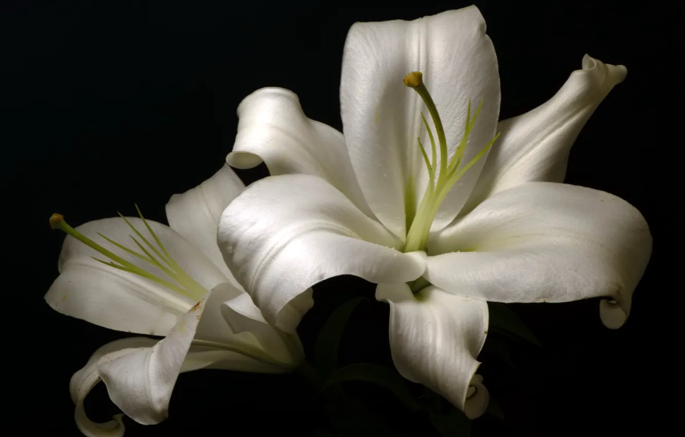Photo wallpaper flowers, background, White Lilly