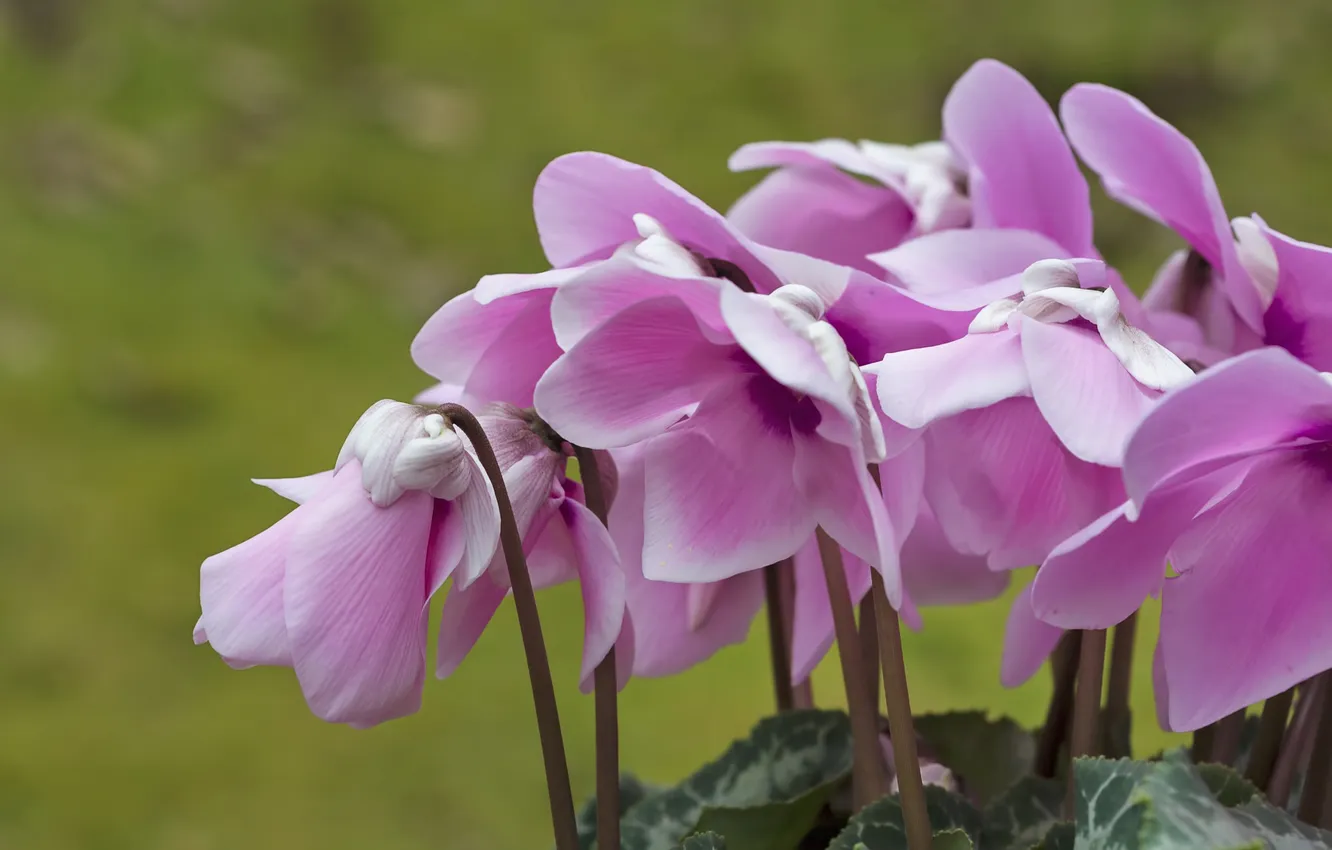 Photo wallpaper macro, pink, cyclamen
