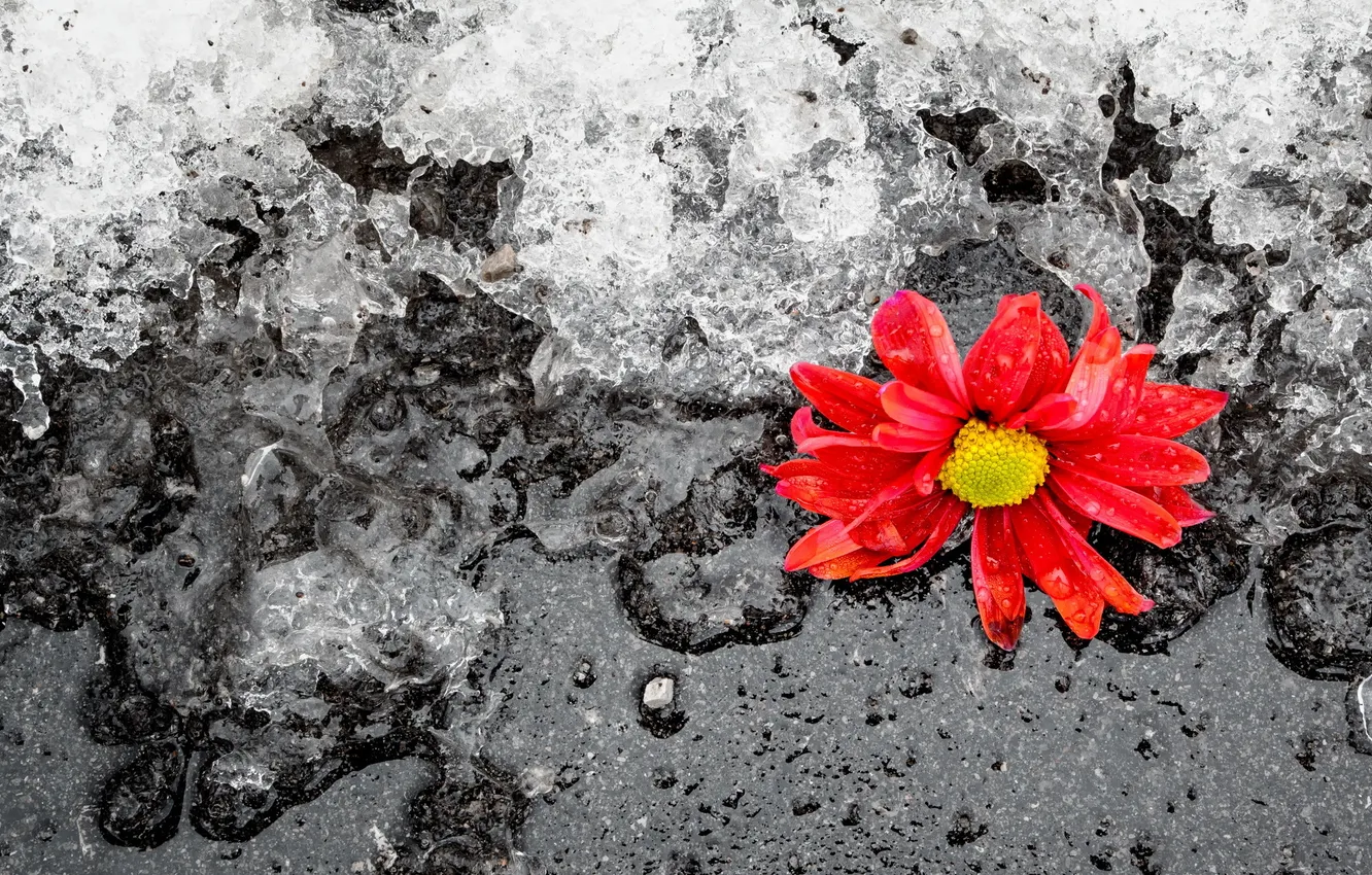 Photo wallpaper winter, flower, ice