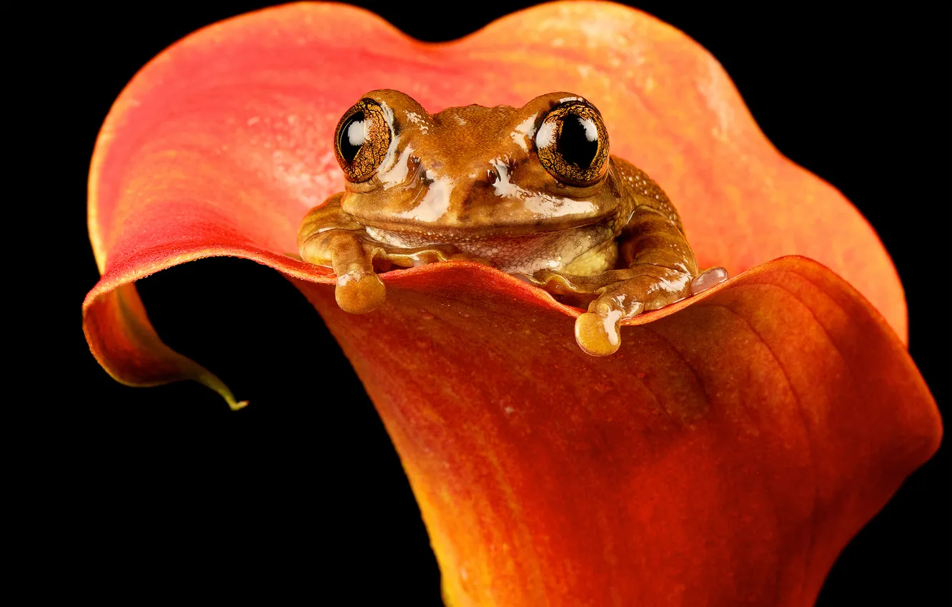 Photo wallpaper flowers, frog, Calla lilies