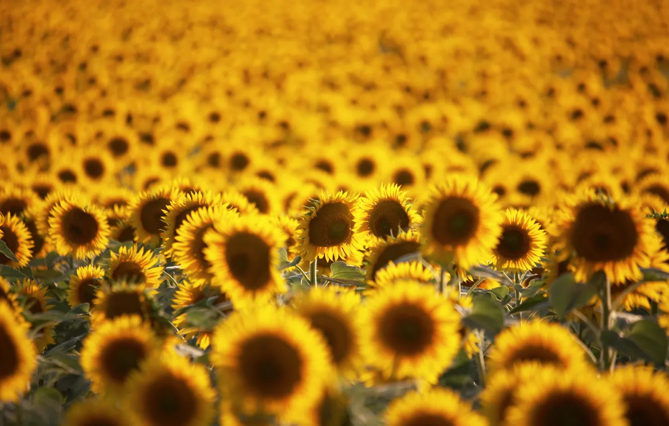 Photo wallpaper field, summer, sunflowers