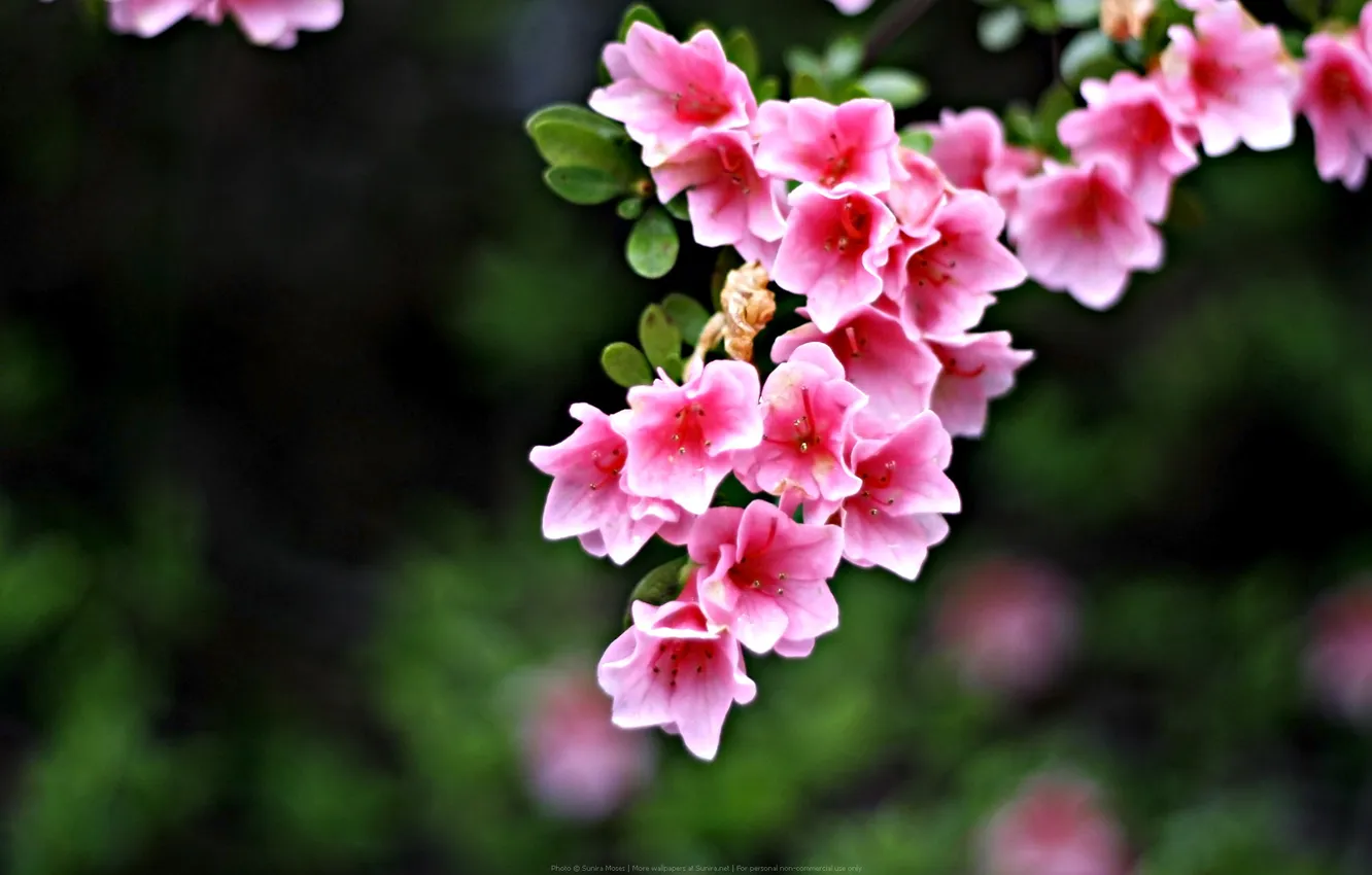 Photo wallpaper pink, bells, Pink Flowers