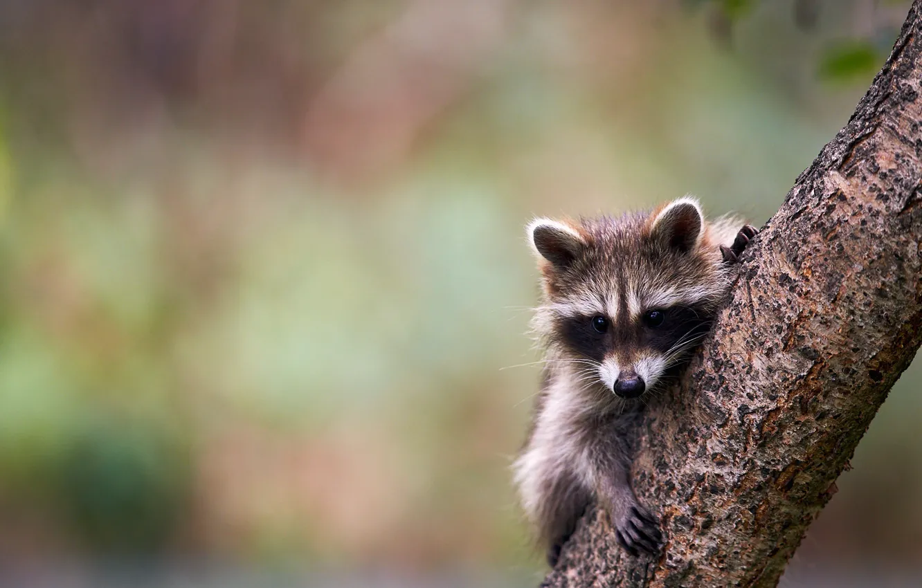 Photo wallpaper background, tree, blur, raccoon, cub