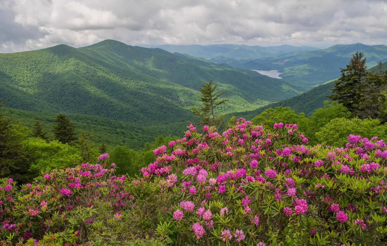 Photo wallpaper forest, clouds, flowers, mountains, spring, slope, haze, pink
