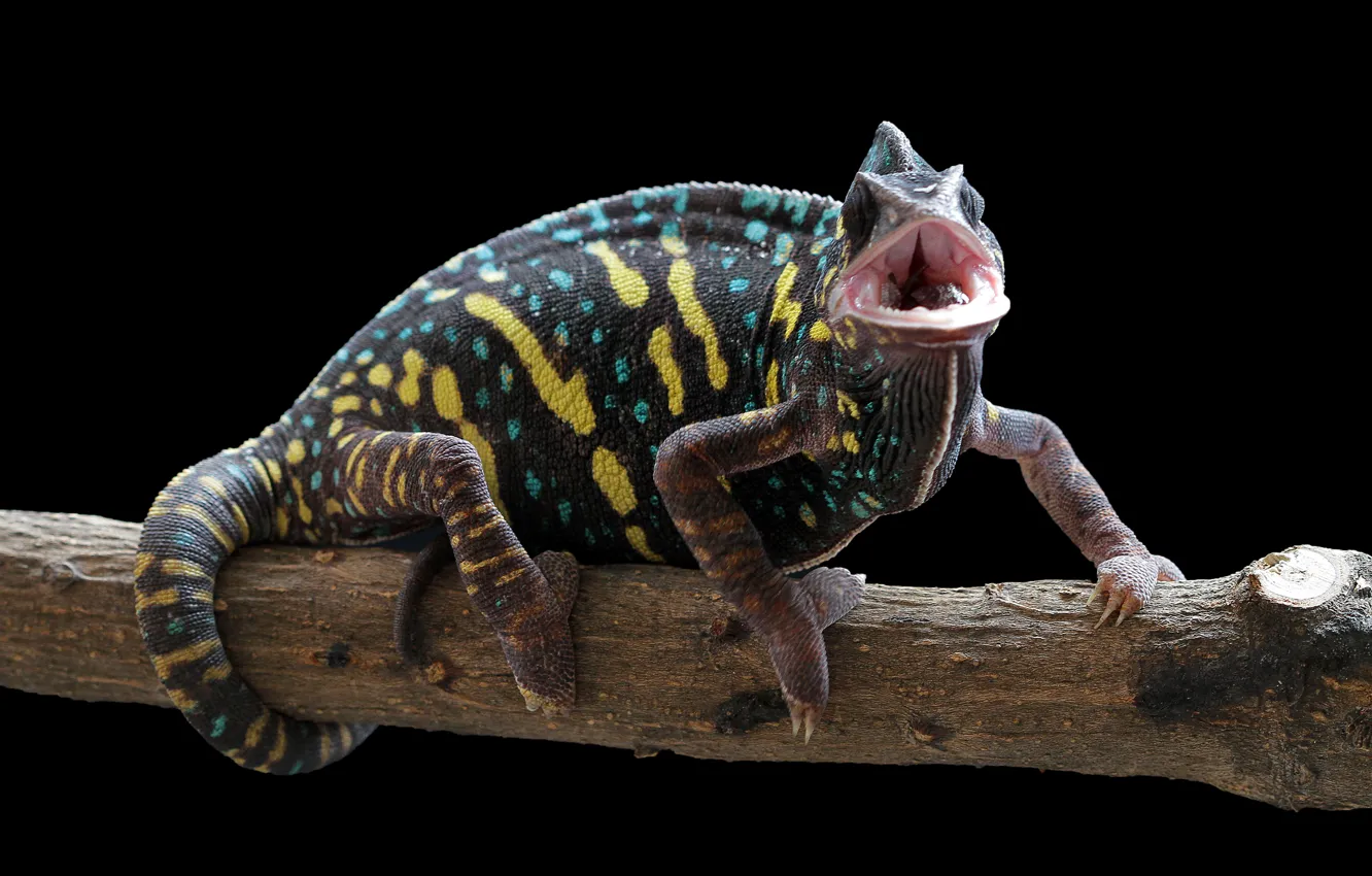 Photo wallpaper chameleon, mouth, black background