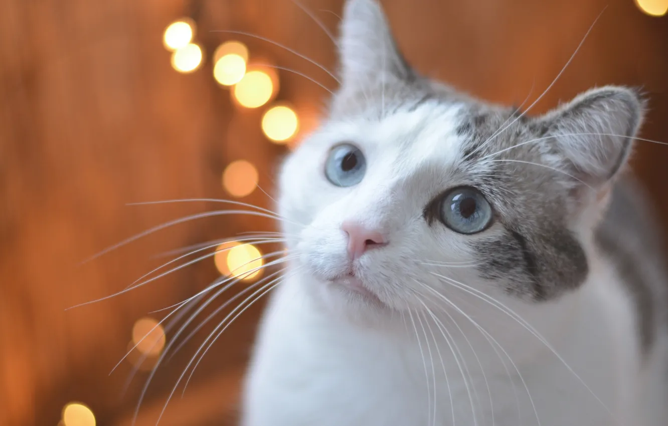 Photo wallpaper cat, look, muzzle, blue eyes, bokeh
