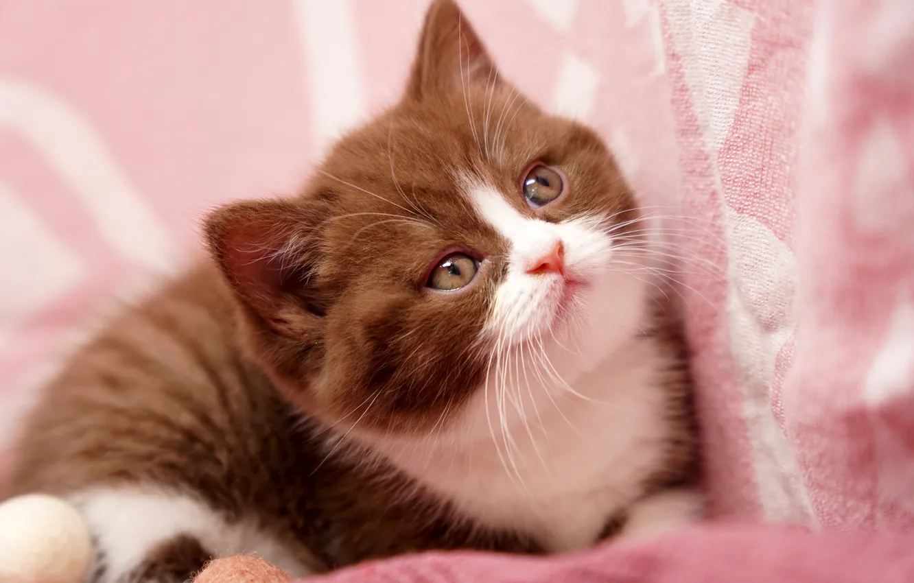 Photo wallpaper cat, look, pose, portrait, baby, fabric, lies, kitty