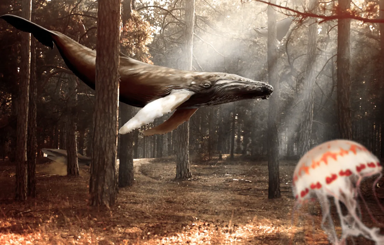 Photo wallpaper forest, trees, collage, kit, jellyfish