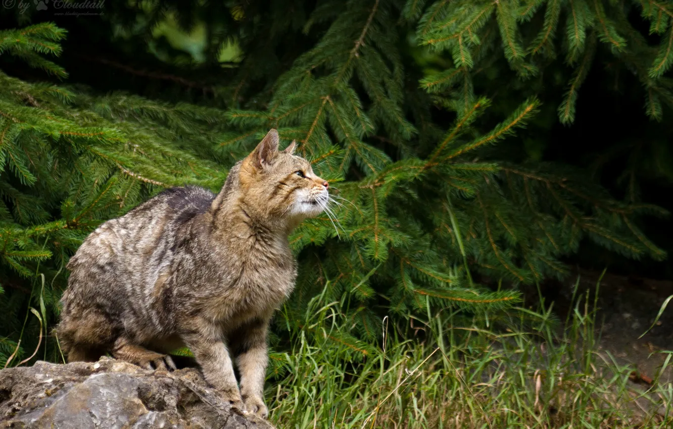 Photo wallpaper cat, grass, stone, spruce, wild, wildcat
