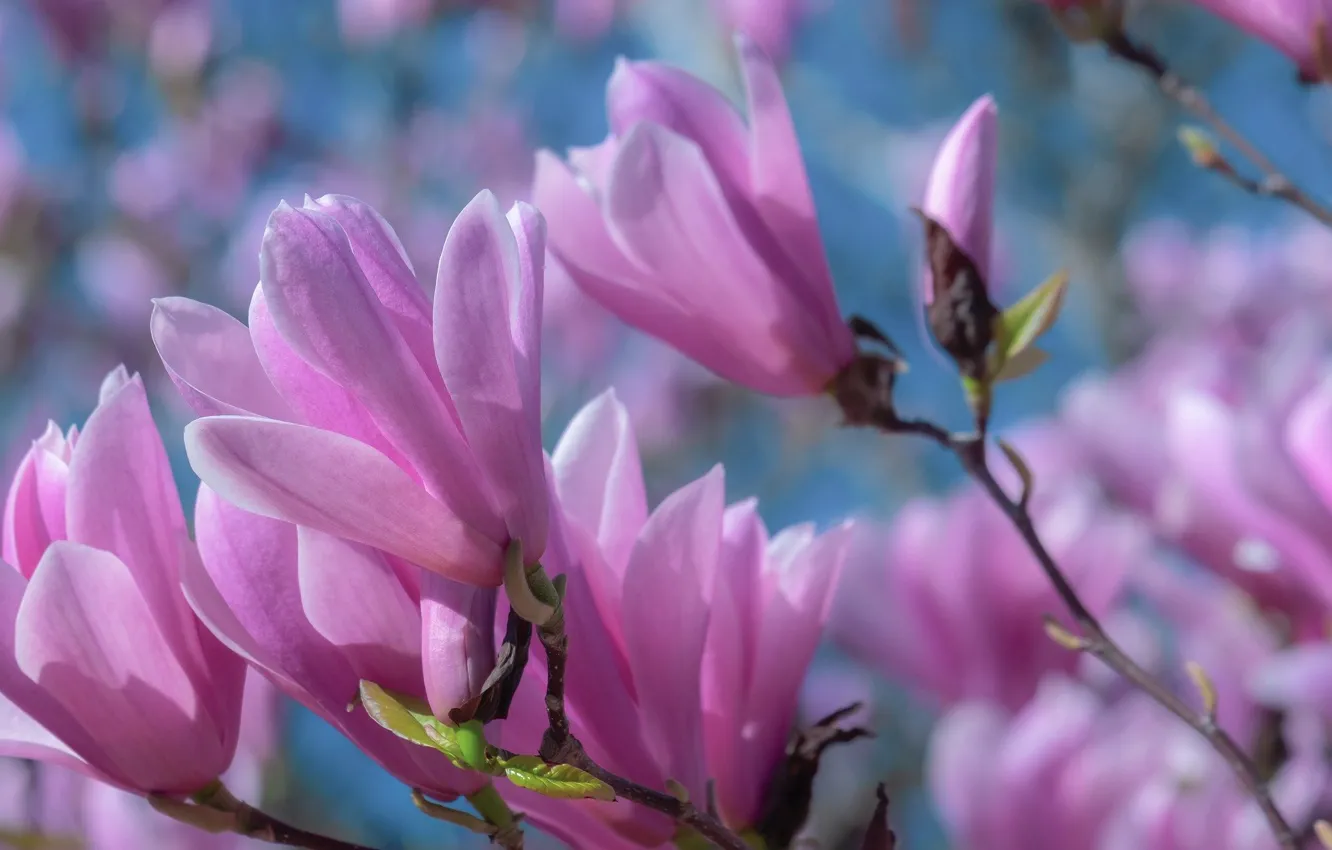 Photo wallpaper flowering, bokeh, Magnolia