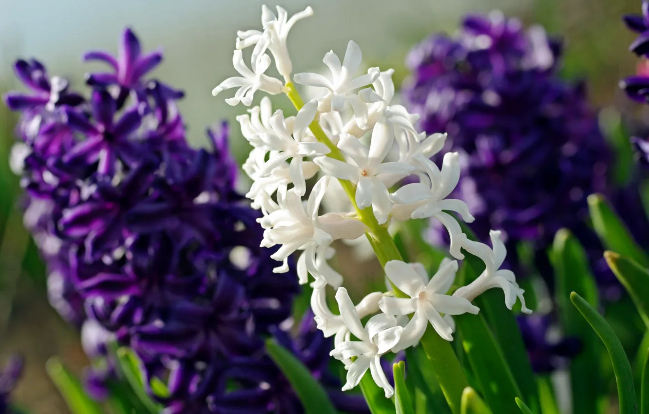 Photo wallpaper white, purple, macro, hyacinth