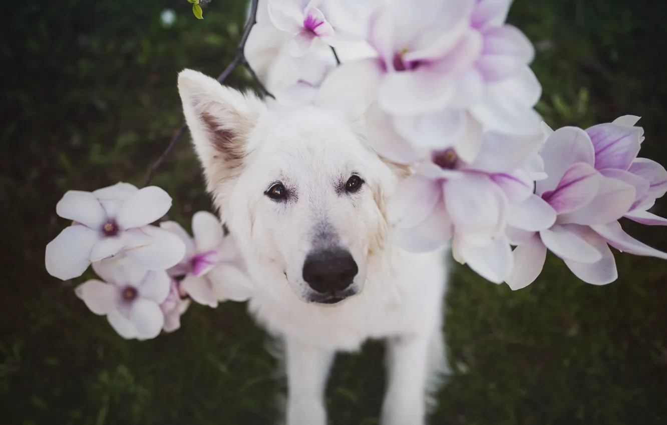 Photo wallpaper flowers, dog, Nanook