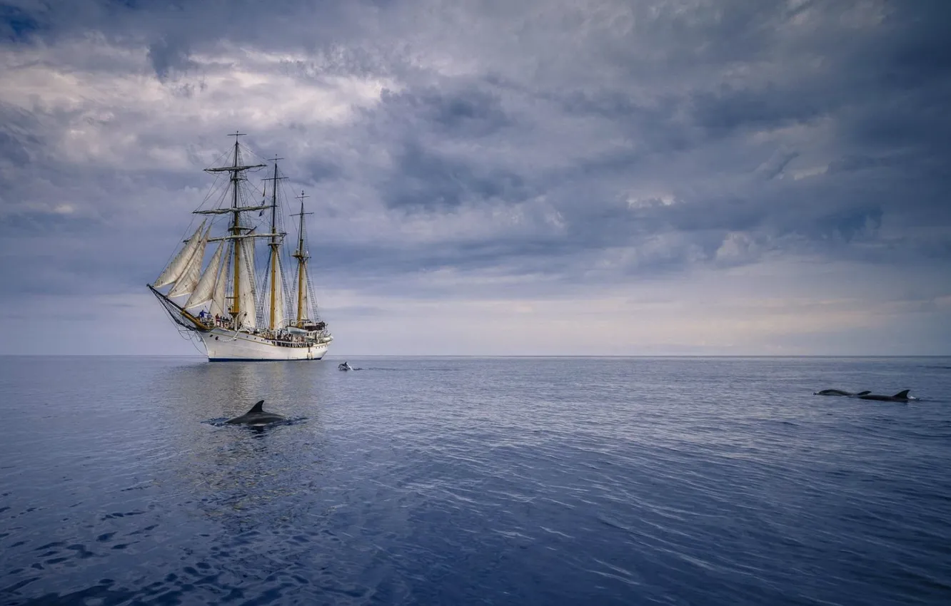 Photo wallpaper sea, overcast, sailboat, dolphins