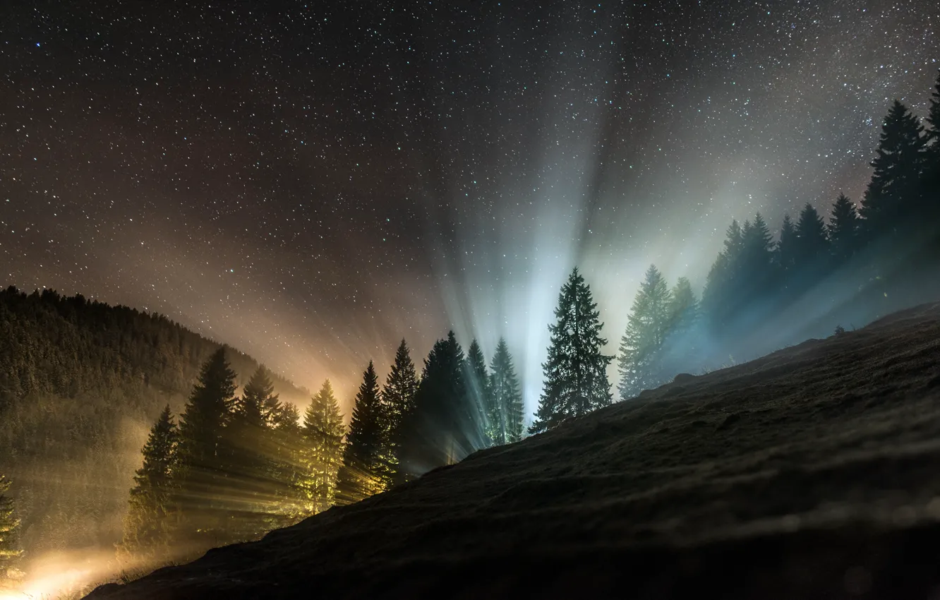 Photo wallpaper forest, light, night, nature