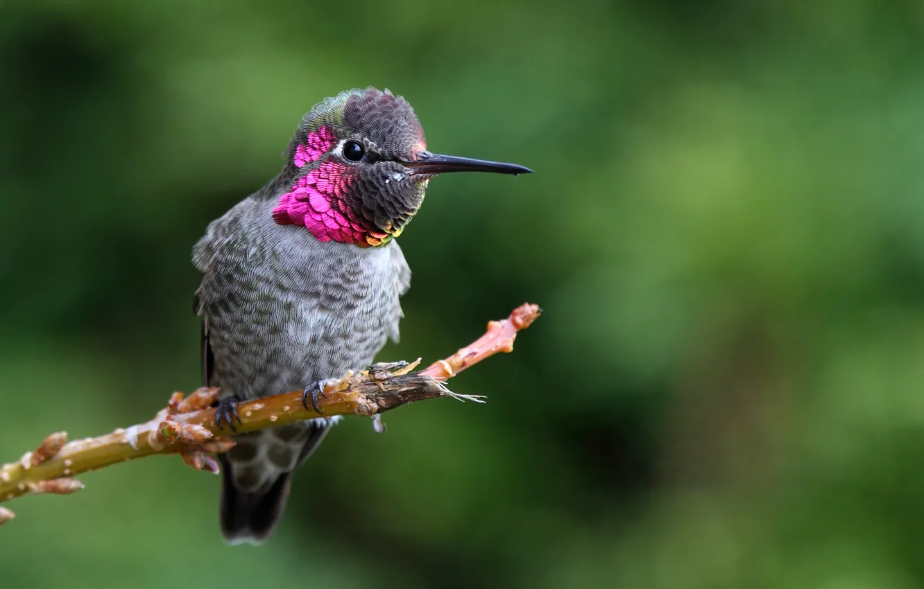 Photo wallpaper branches, nature, bird, Hummingbird