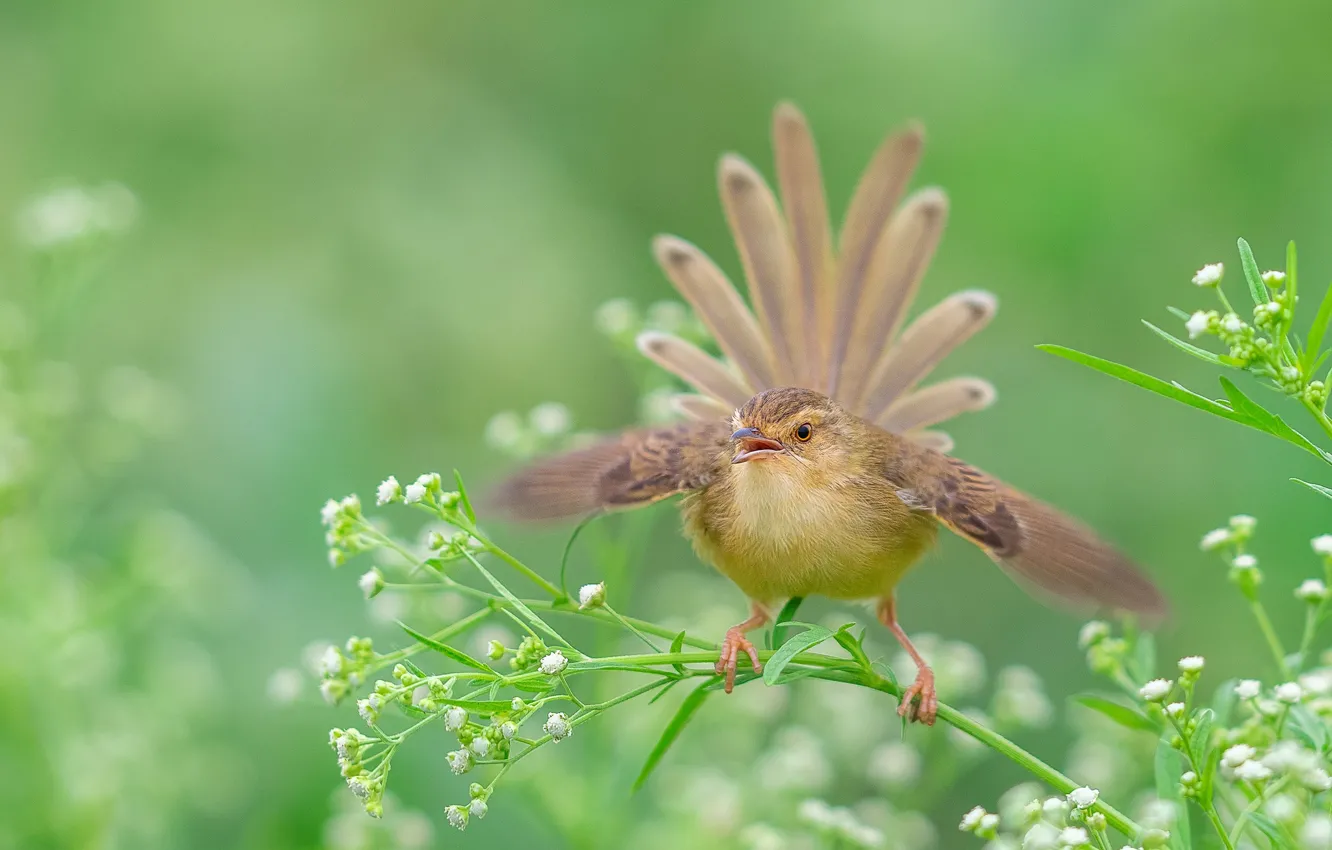 Photo wallpaper grass, nature, bird, stem