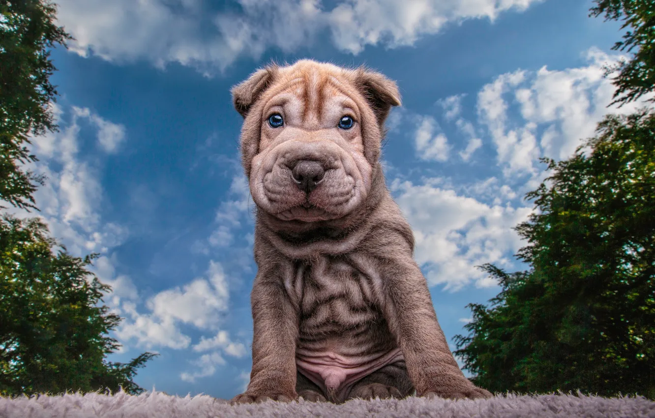 Photo wallpaper the sky, look, clouds, trees, nature, pose, blue, portrait