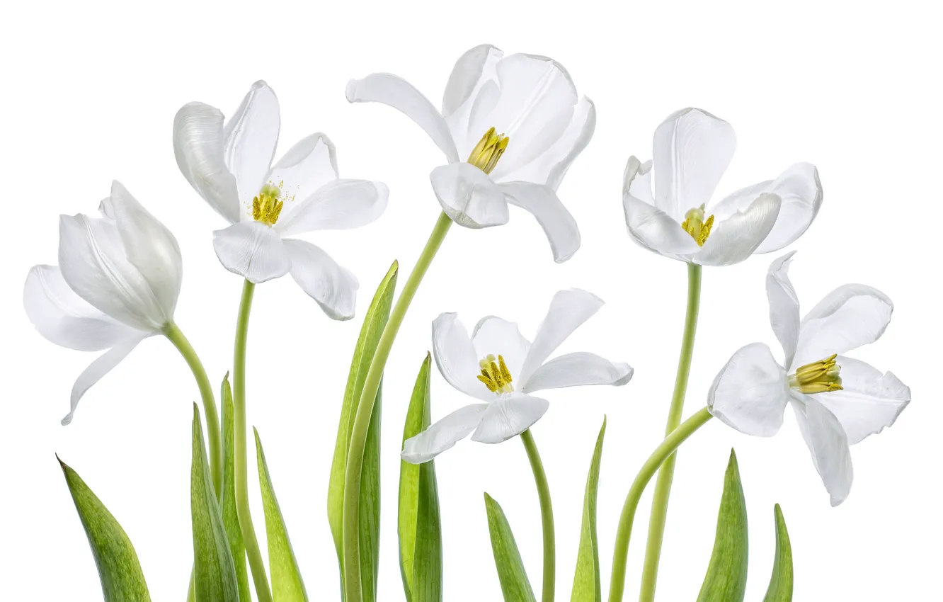 Photo wallpaper macro, tulips, white