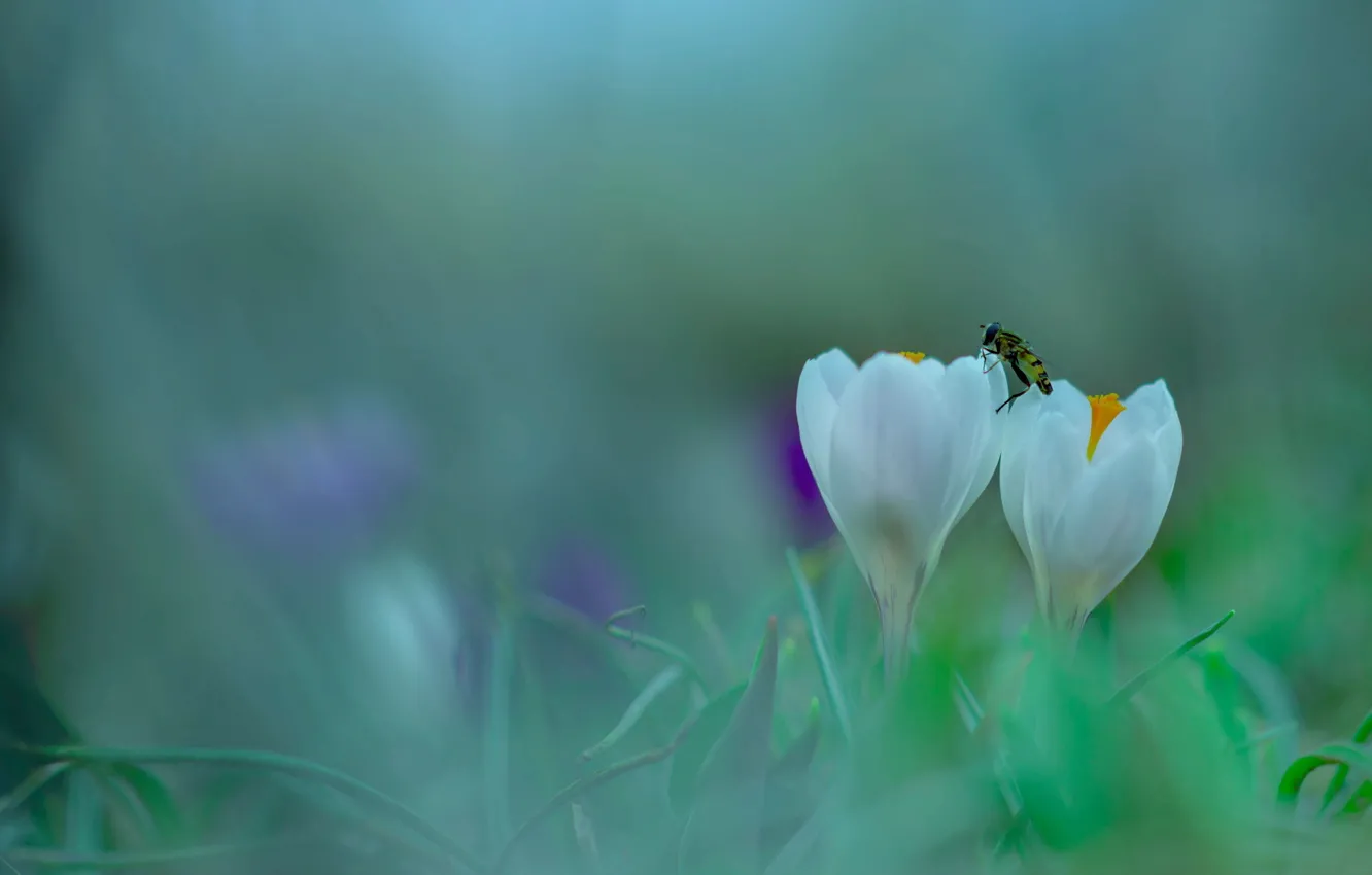 Photo wallpaper flowers, spring, crocuses, insect, white