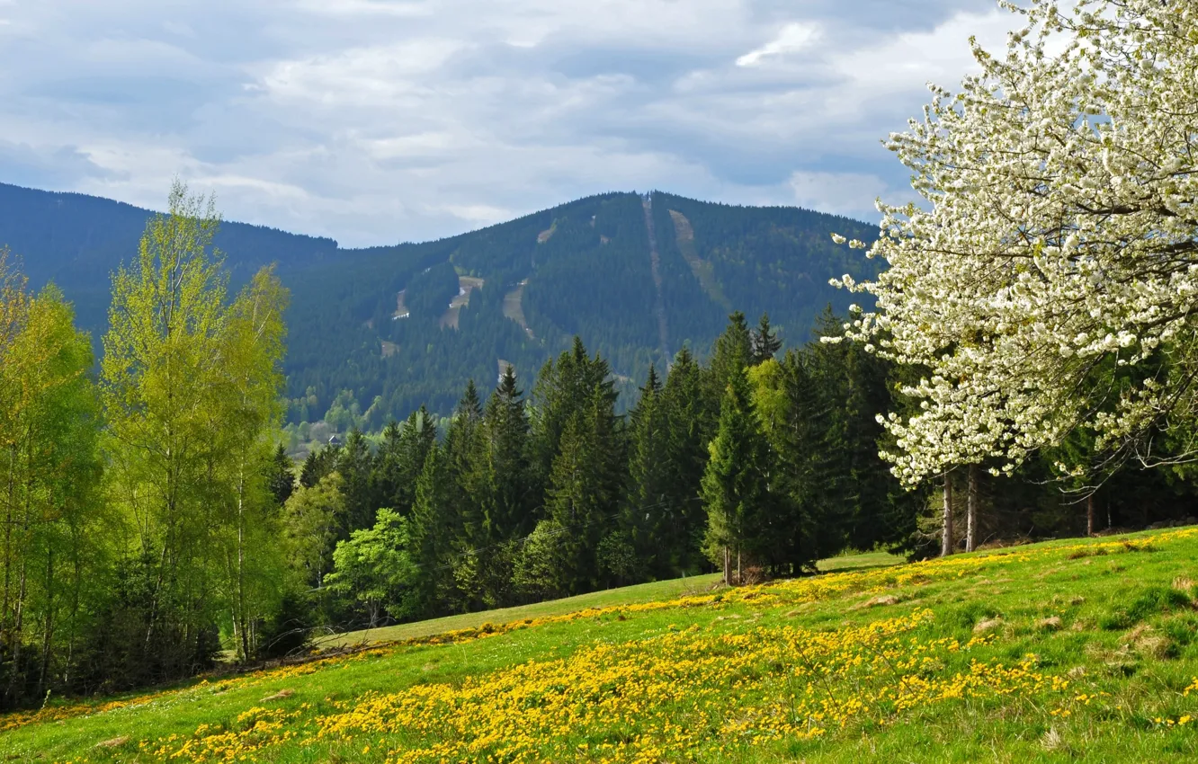Photo wallpaper field, forest, mountains, spring, Czech Republic, Sumava, Sumava national Park, Iron Ore