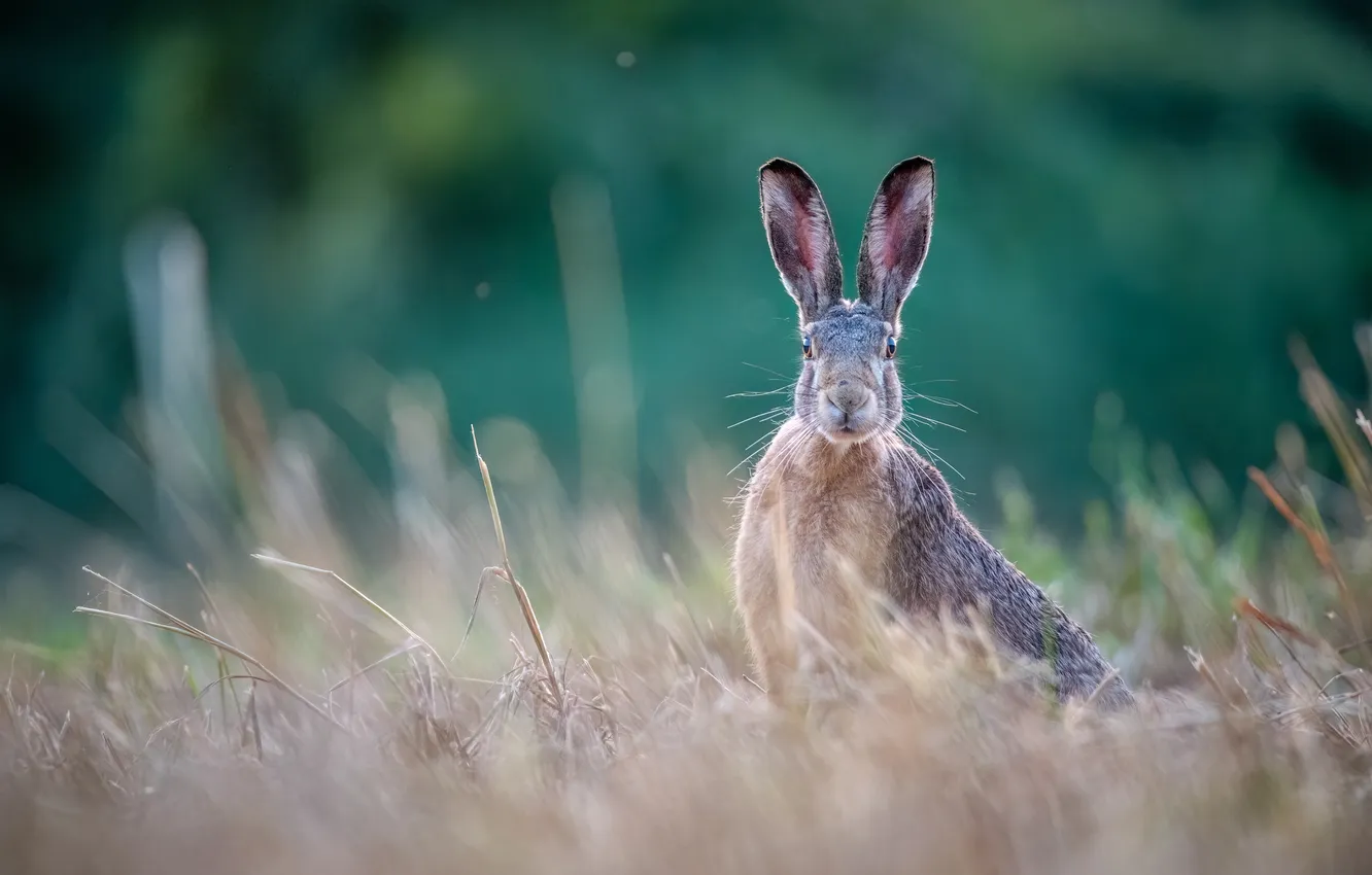 Photo wallpaper look, grey, glade, hare, face, bokeh