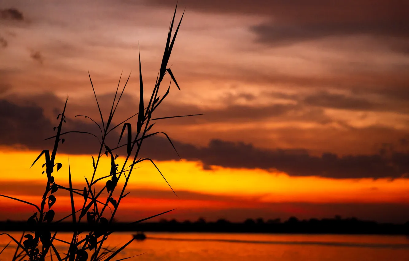 Photo wallpaper grass, clouds, sunset, silhouette, glow