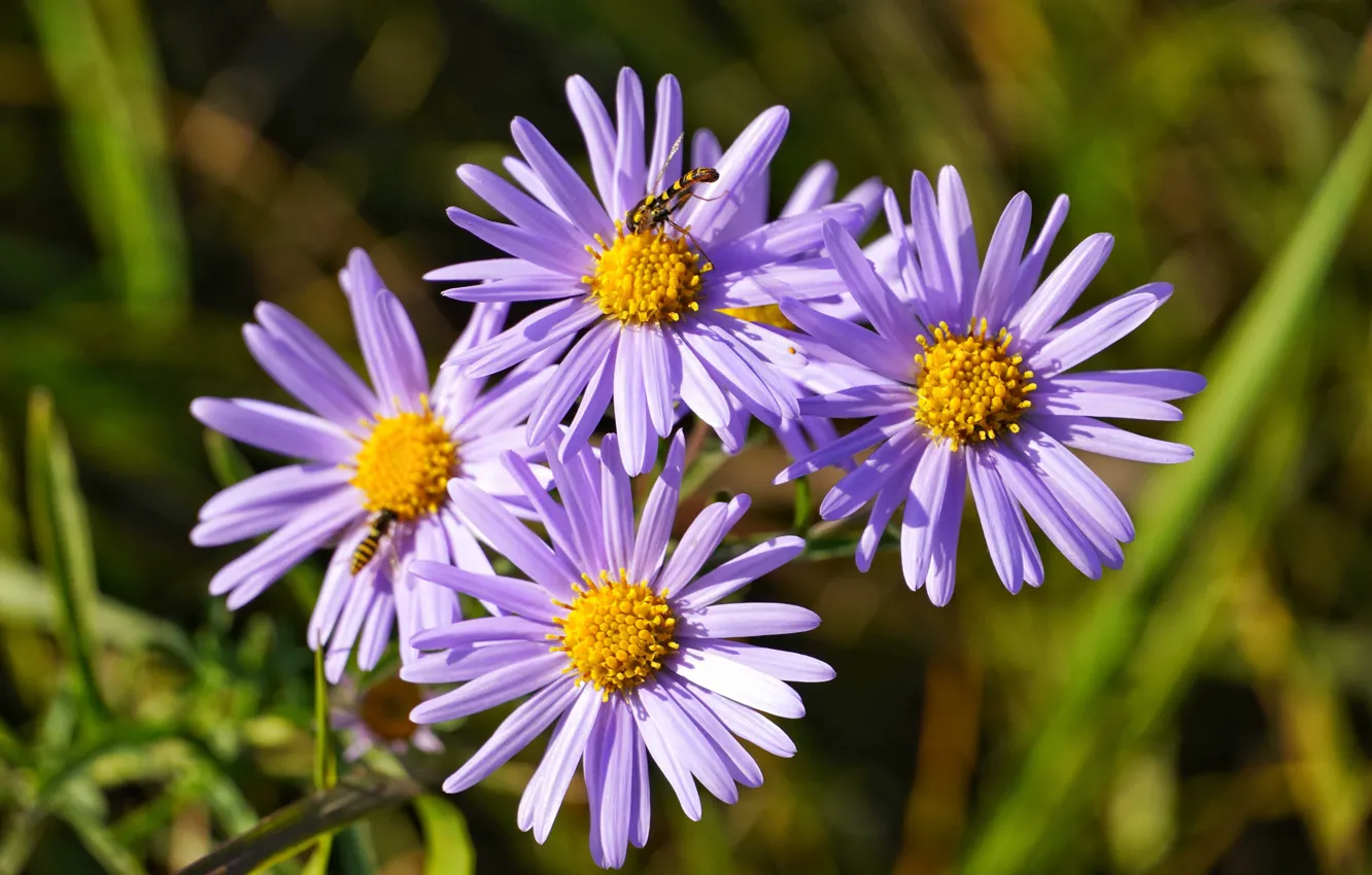 Photo wallpaper summer, color, Aster chamomile