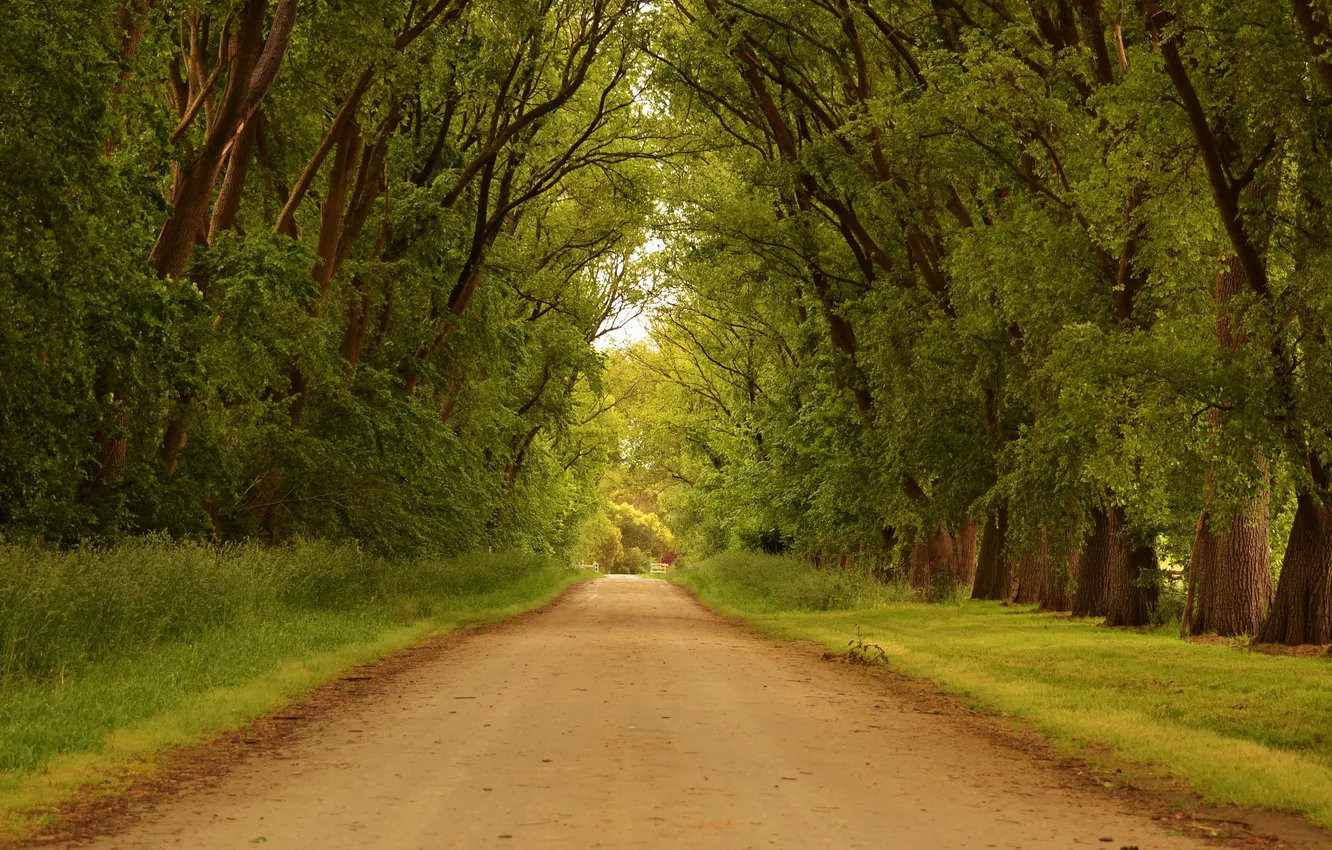 Photo wallpaper road, grass, trees