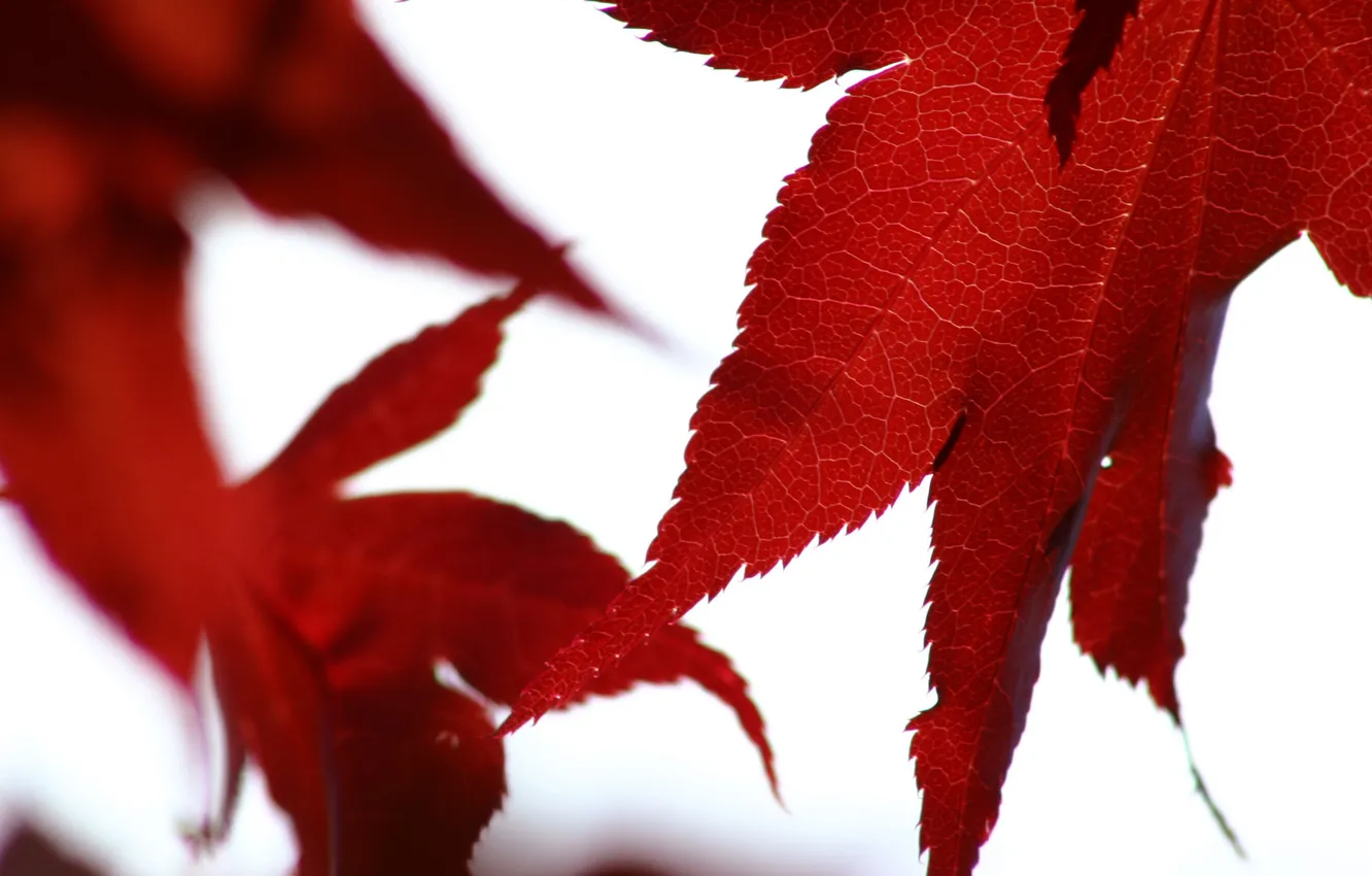 Photo wallpaper autumn, white, leaves, macro, red, background, foliage, maple leaf
