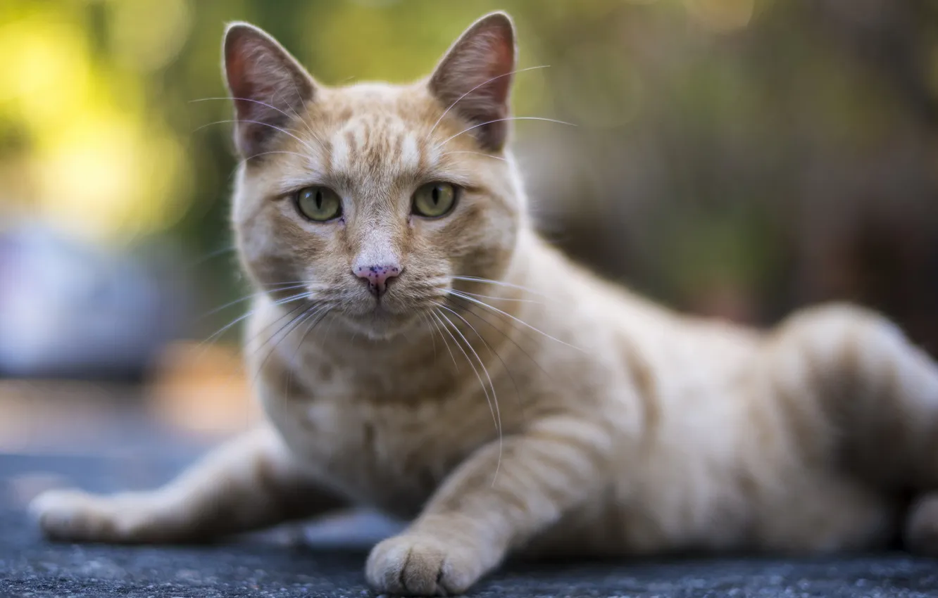 Photo wallpaper cat, look, background