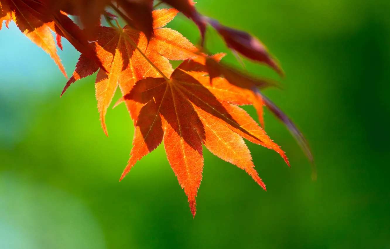 Photo wallpaper autumn, leaves, macro, branches, maple