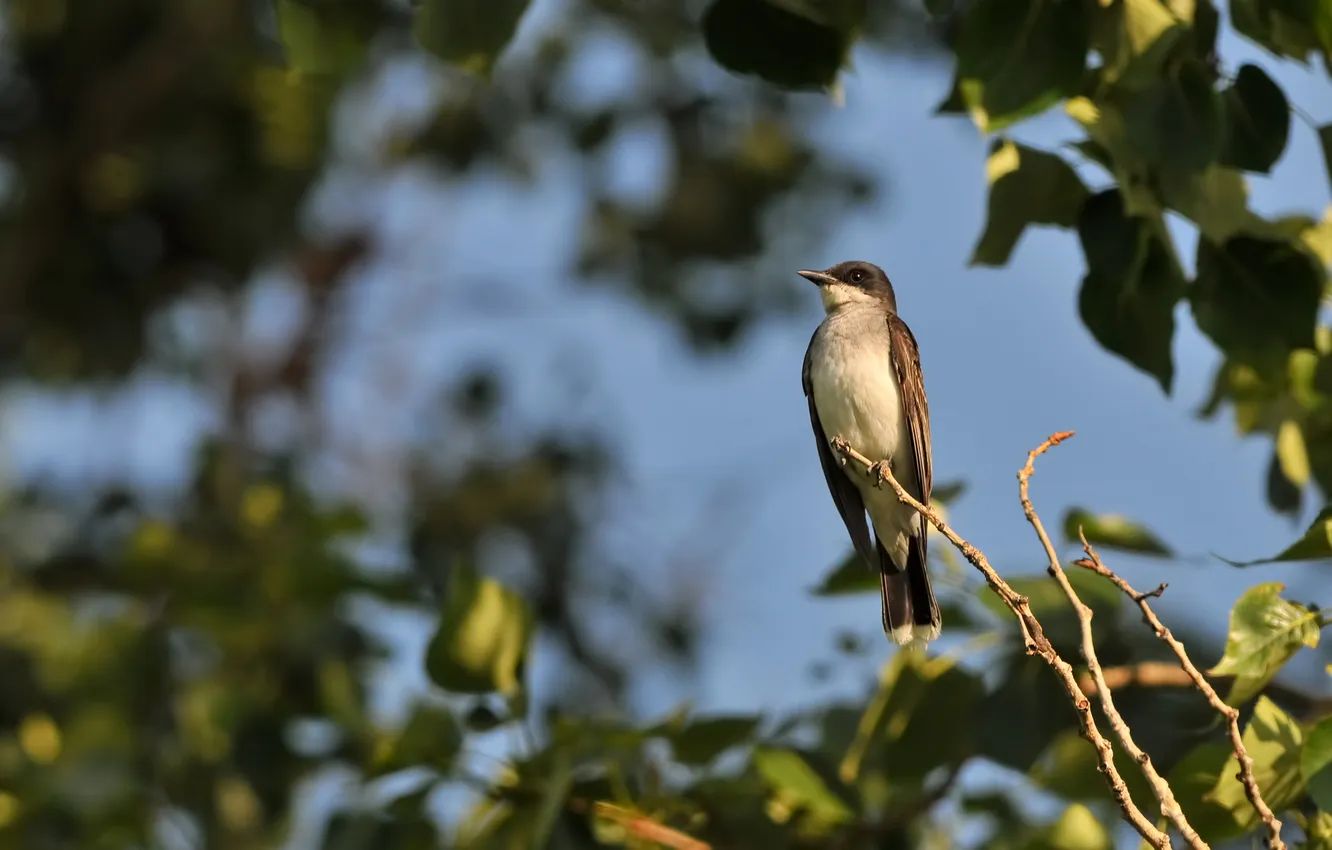 Photo wallpaper leaves, trees, branch, bird