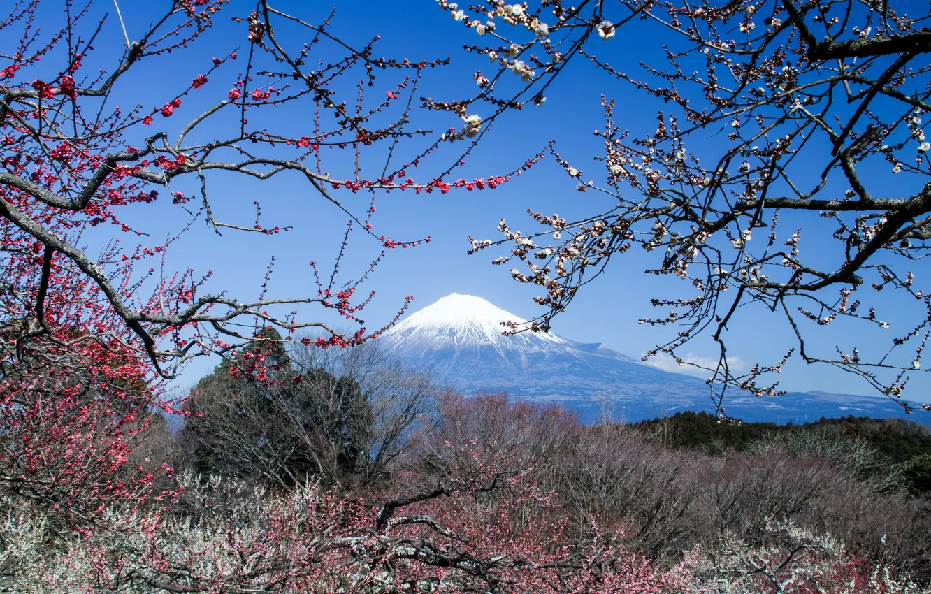 Photo wallpaper mountains, the volcano, Japan, Sakura, Fuji