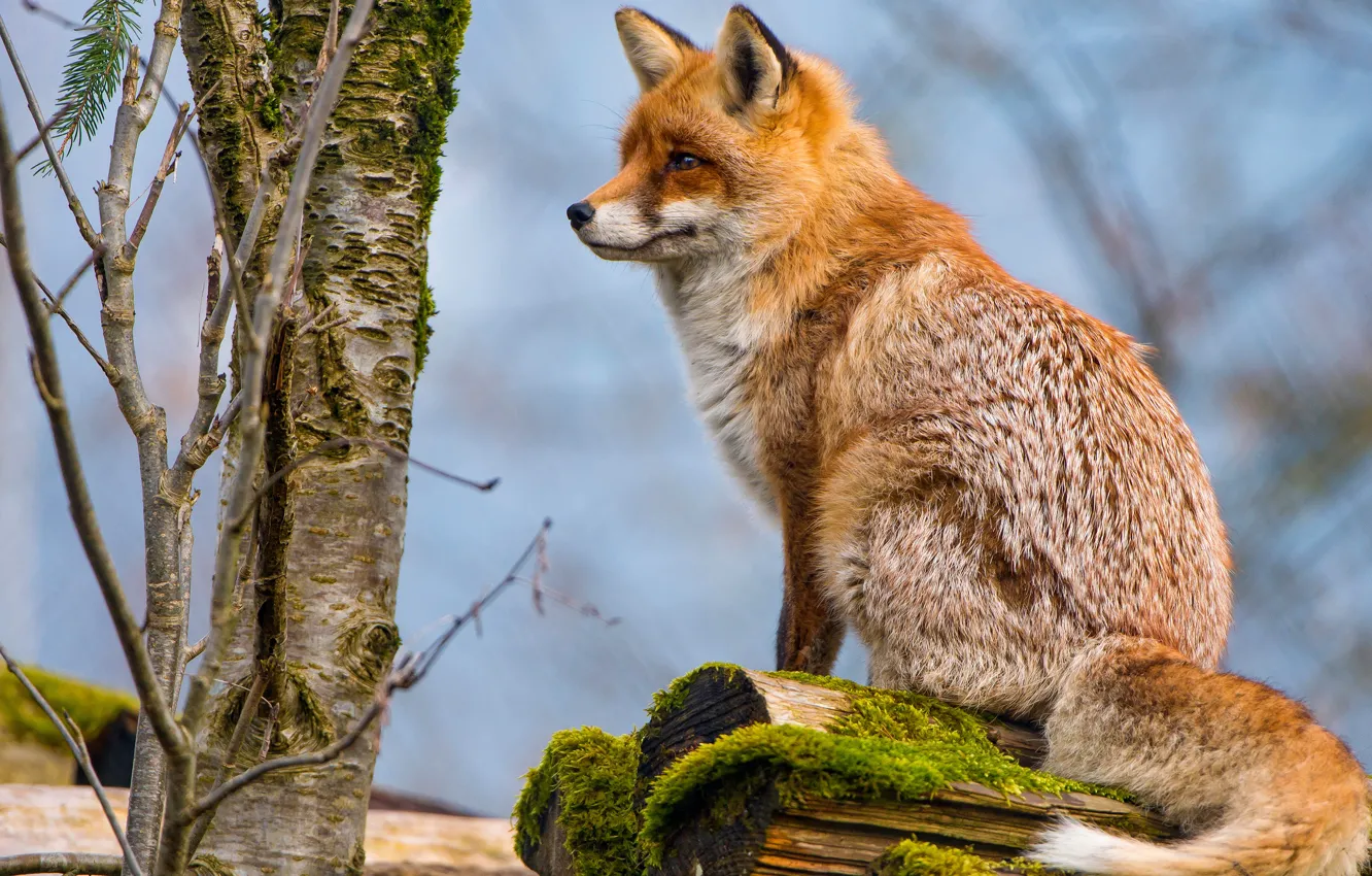 Photo wallpaper look, branches, pose, tree, moss, Fox, tail, trunk