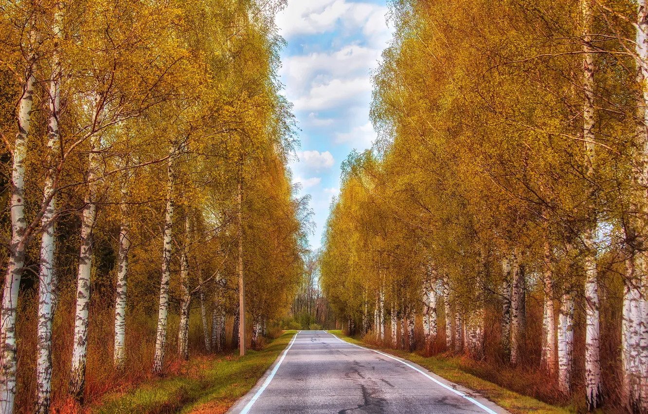 Photo wallpaper road, autumn, forest, trees, the way, highway, birch, Golden autumn