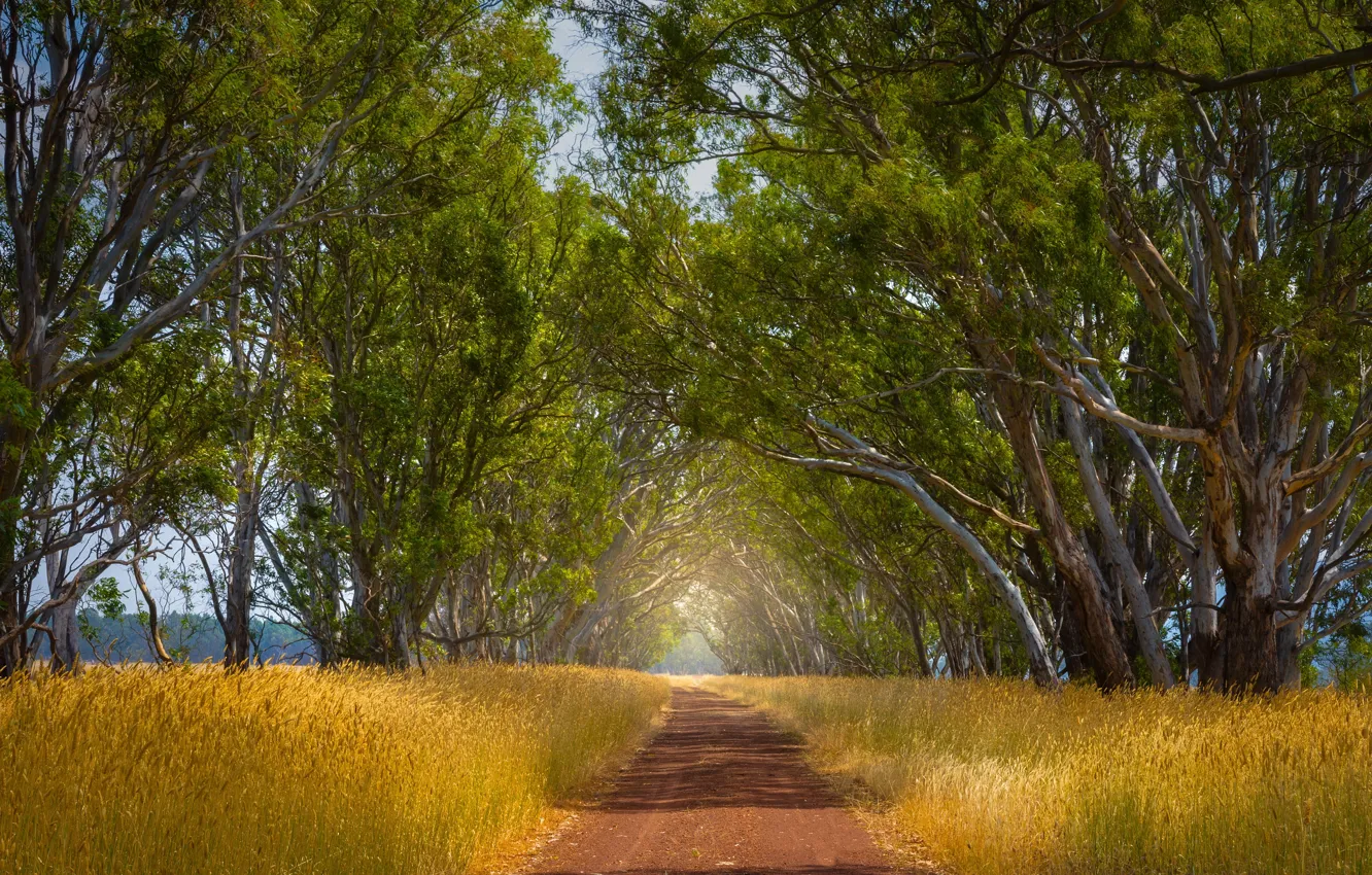 Photo wallpaper road, summer, nature