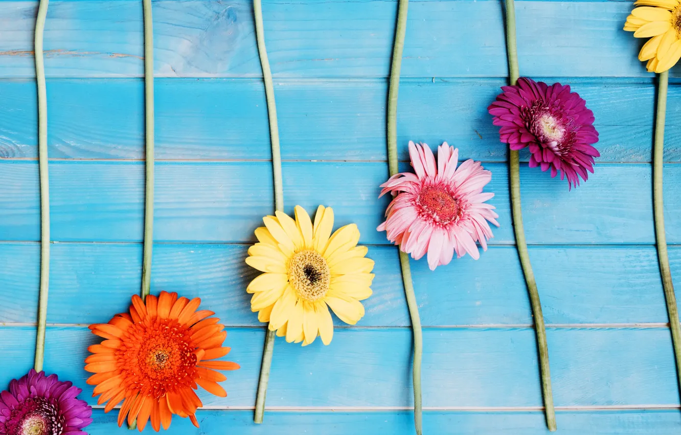 Photo wallpaper flowers, background, gerbera