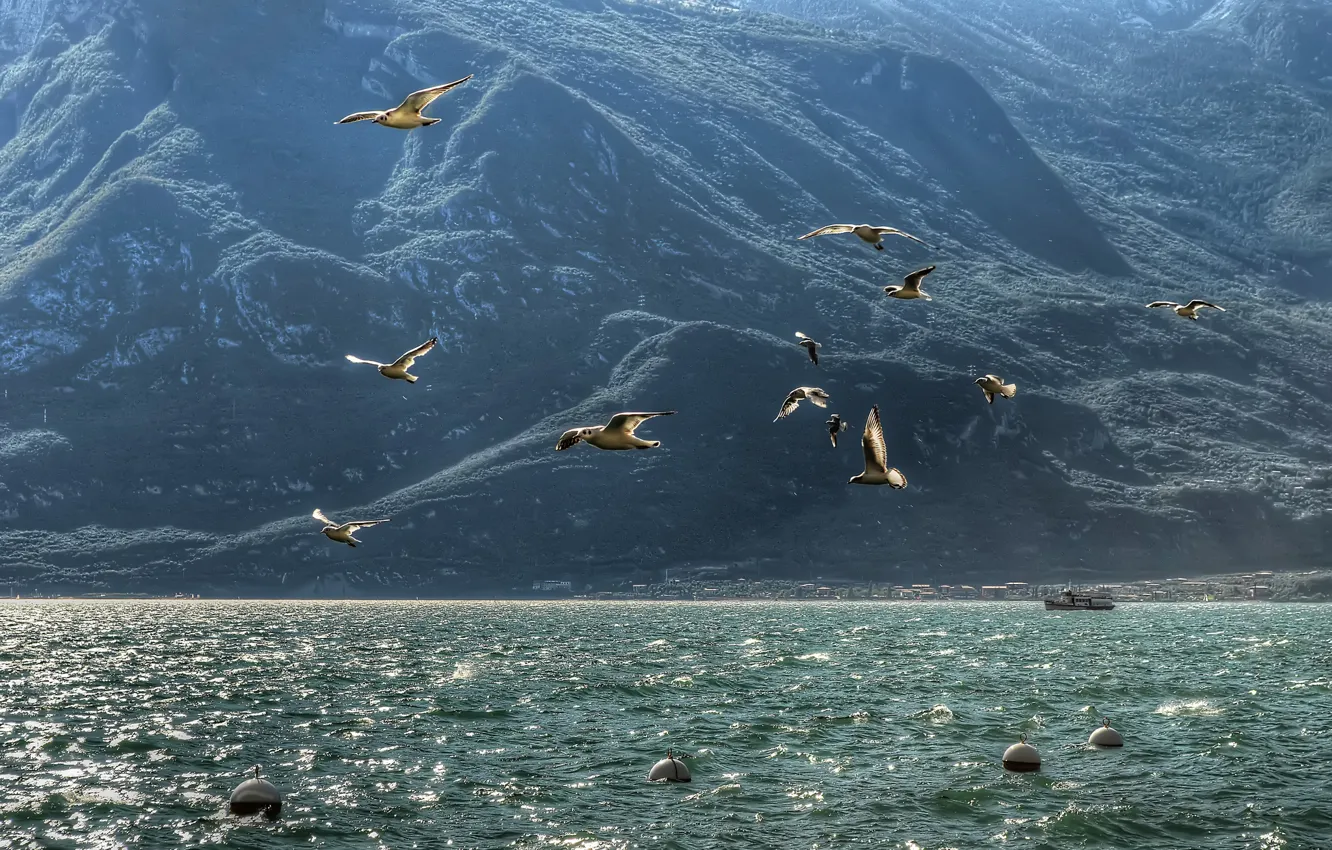 Photo wallpaper sea, mountains, bird, seagulls