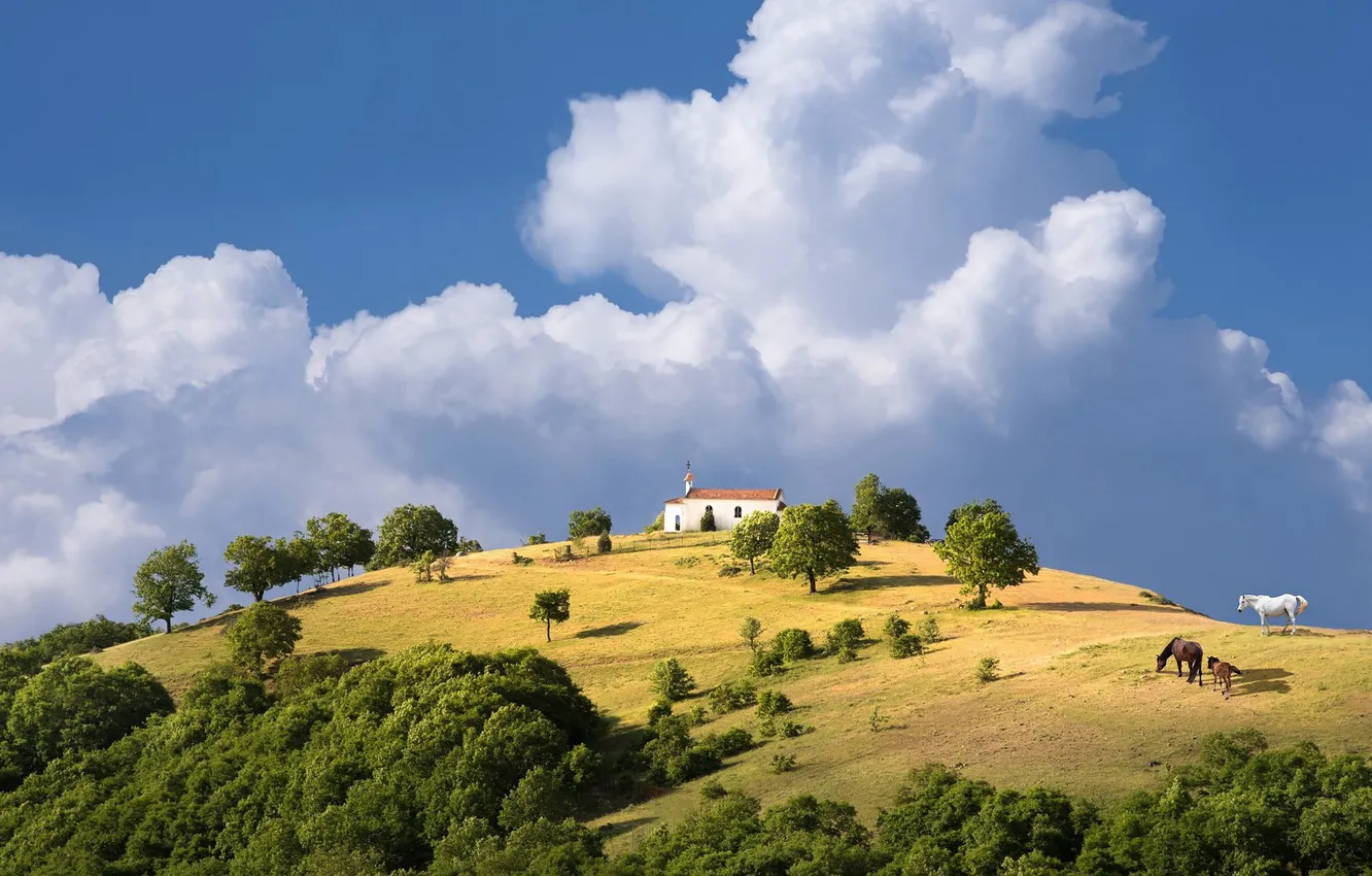 Photo wallpaper field, forest, clouds, trees, blue, horse, hills, horse