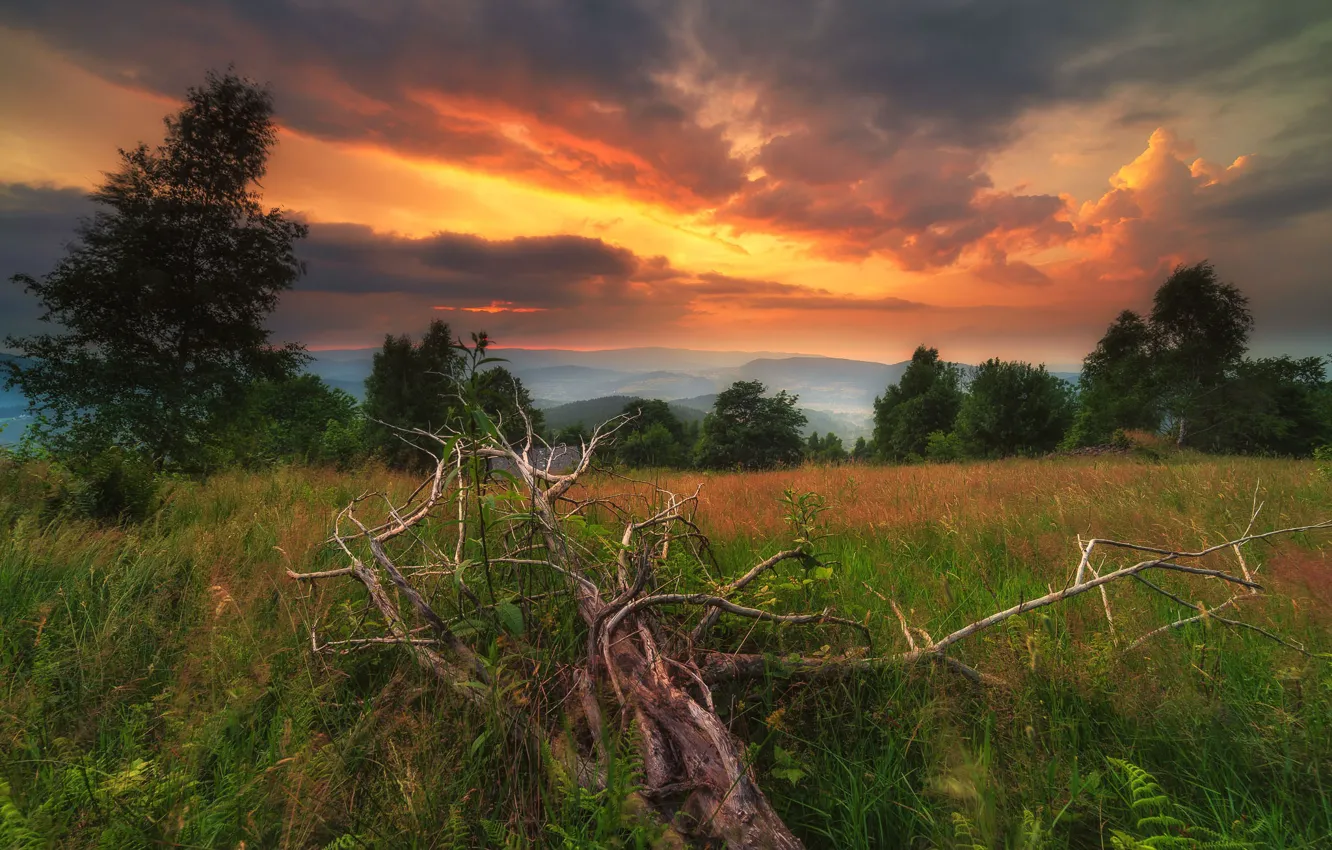 Photo wallpaper field, forest, grass, clouds, trees, sunset, branches, fog