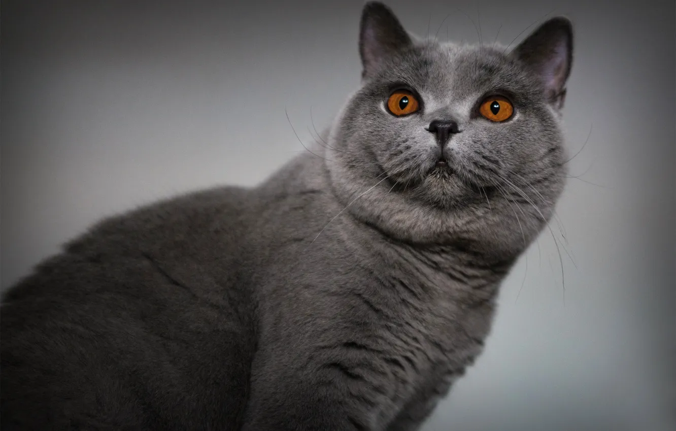 Photo wallpaper cat, cat, look, pose, face