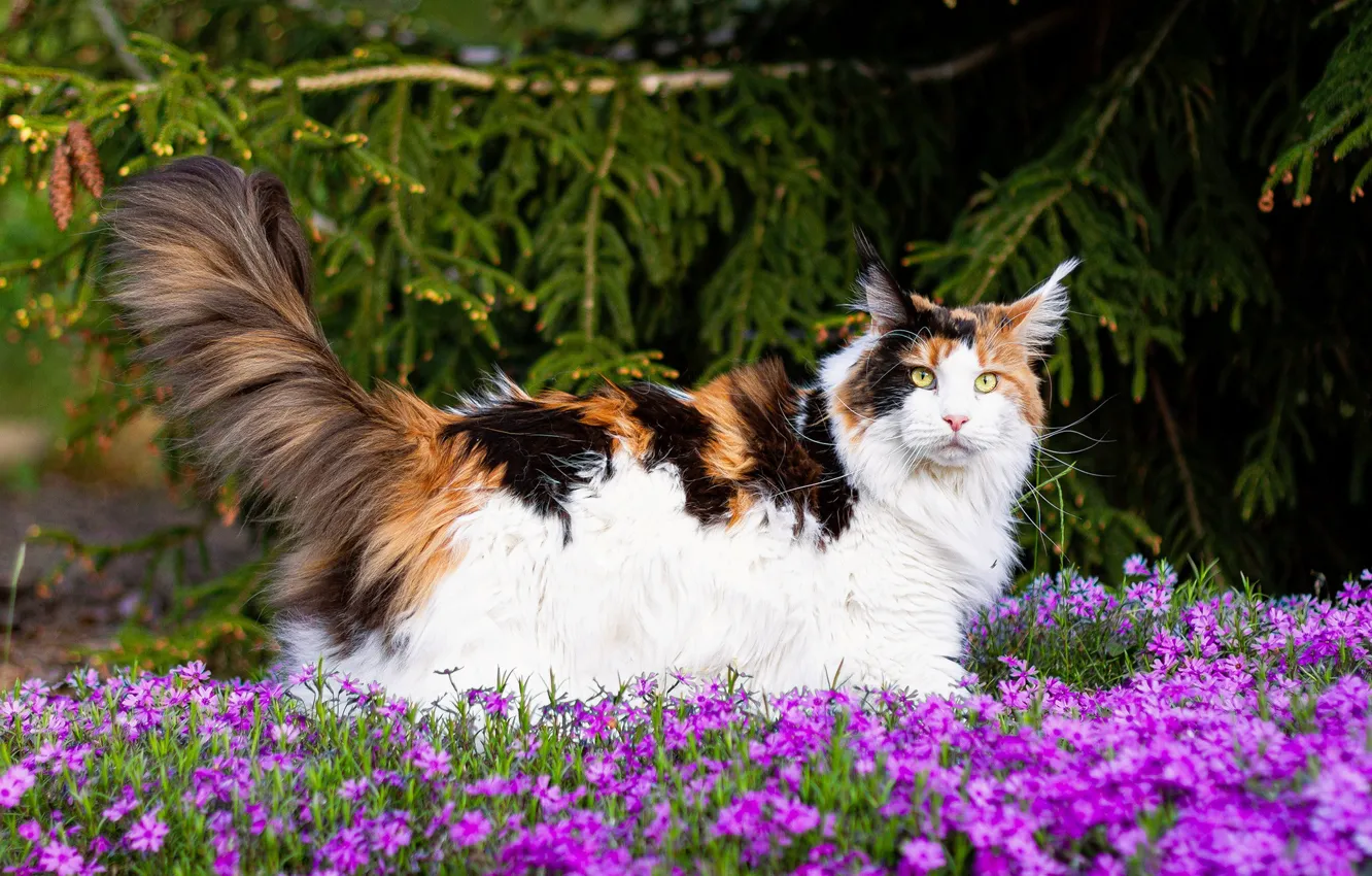 Photo wallpaper cat, summer, look, flowers, branches, pose, garden, pink