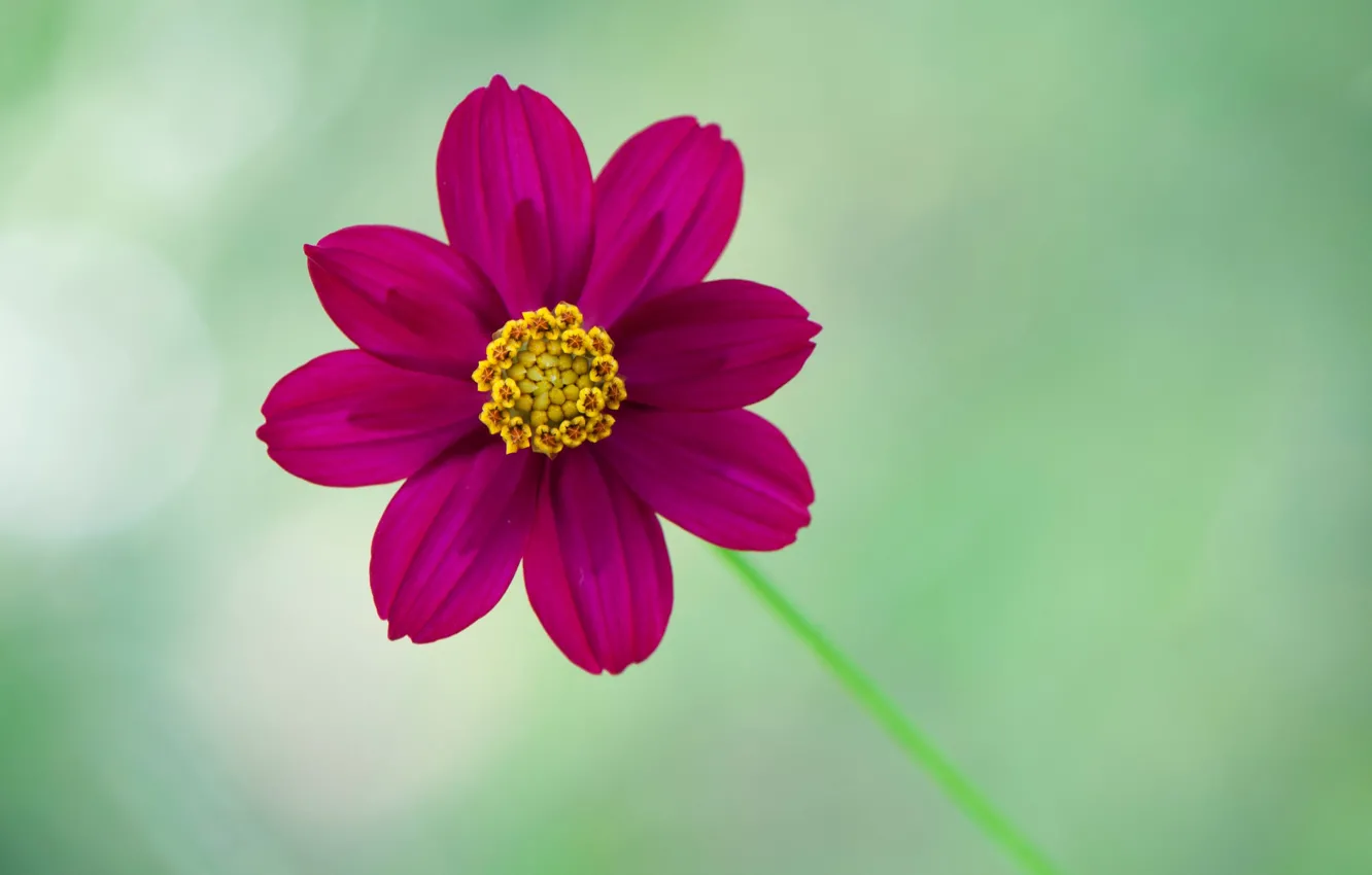Photo wallpaper macro, petals, dahlias