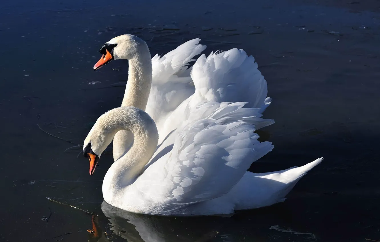 Photo wallpaper water, pair, swans
