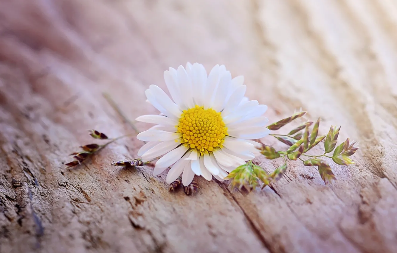 Photo wallpaper flower, macro, Daisy, flower, yellow, wood, blossom, daisy